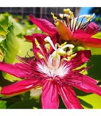 Image result for Stictocardia beraviensis