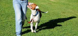 We did not find results for: Proper Walking Technique Turn An Anxious Dog Into A Calm Dog In Just Minutes Dr Sophia Yin