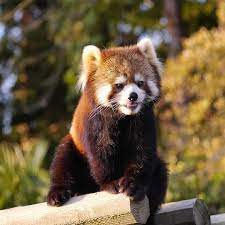 Please Follow Iloveredpandas Watcha Looking At Cutie Redpanda Panda Cutebear Bear Animal Firefox Panda Pand Cute Animals Cute Funny Animals Red Panda