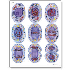 Cell Division I Chart Mitosis