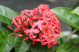 Image result for Ixora phellopus