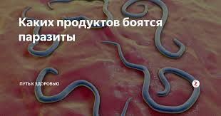 как избавиться от глистов у человека в домашних условиях Kakih Produktov Boyatsya Parazity Produkty Ot Parazitov Produkty Zdorovoe Pitanie Zozh