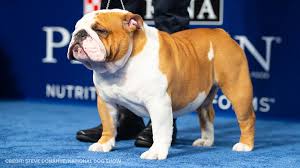 To learn more about each adoptable dog, click on the i icon for some fast facts, or american bulldog. Houston Bulldog Named Thor Wins 2019 National Dog Show Abc13 Houston