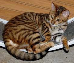 18 Ide Toyger Cat Kucing Kucing Singapura Kucing Siberia