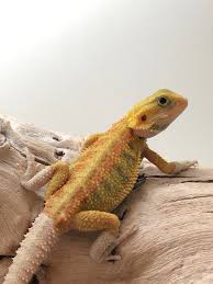 Baby Black Bearded Dragon For Sale Trans Bearded Dragon Bearded Dragon Colors Bearded Dragon Red Bearded Dragon