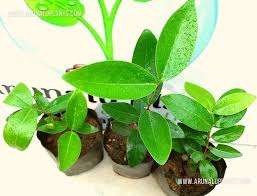 Image result for Pleurostylia