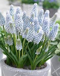 Muscari Baby S Breath In 2020 Babys Breath Muscari Bulb Flowers