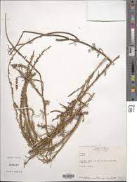 Image result for Caylusea abyssinica