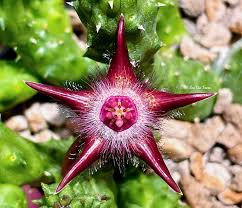 Image result for Duvalia