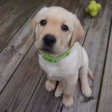 Playful Poodle Dog Animal Very Cute Dogs Funny Dog Videos Poodle Puppy