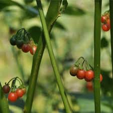 Image result for Solanum villosum