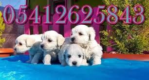 Teacup Maltese Terrier