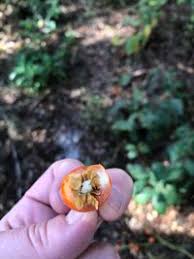 Image result for Solanum capsicoides