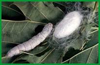 When darkness falls the moths begin their sole function: Silkworm Shop How To Care For Silkworms And How To Raise Silkworms