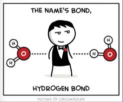 Hydrogen Bond Biology Jokes Chemistry Jokes Science Puns