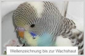 Wann sich wellis paaren, kann unterschiedlich sein. Wissenswertes Uber Wellensittiche Das Alter Des Wellensittichs