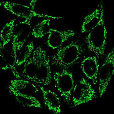 BioTracker 488 Green Mitochondria Dye | SCT136
