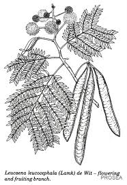 Image result for Leucaena leucocephala