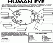 Use crayola® crayons, colored pencils, or markers to color the parts of the human eye. Human Eye Coloring Pages Printable
