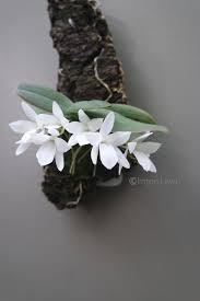Image result for Aerangis splendida