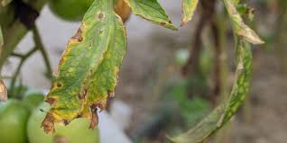 Image result for Septoria leaf spot of tomato