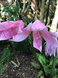 Image result for Drimia calcarata