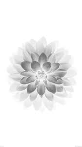 Black And White Iphone Backgrounds Ad78 Apple White Lotus Iphone6 Plus Ios8 Flower White Wallpaper For Iphone Beautiful Wallpapers For Iphone Background Hd Wallpaper