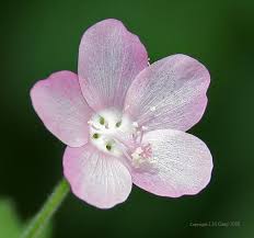 Image result for Pavonia leptocalyx