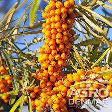 Infiitam plantatii si livram butasi de catina in toata romania perioada fructex sa, vine cu oferta de butasi si drajoni, greu de refuzat, alcatuita din sapte soiuri de catina alba. Cap Semnal Luminos Marinar Cine A Fost Iancu Catina Justan Net