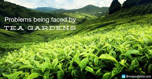 The assam tea growing region of india has been producing tea with a distinct malty taste, known for its briskness, for thousands of years. Problems Plaguing Tea Gardens In North East India My India