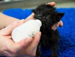 Meet Choccy 4 Weeks Old He S Given His First Bottle After Being Rejected By His Mom Isn T He The Cutest Lit Cute Little Kittens Kittens And Puppies Cat Care
