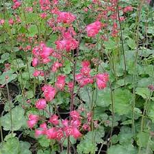 Image result for Heuchera cylindrica Greenfinch