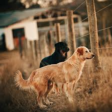 I was sick to my stomach everytime i walked into the door. Invisible Dog Fences 2020 Ultimate Guide Dogsrecommend