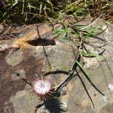 Image result for Dicoma anomala