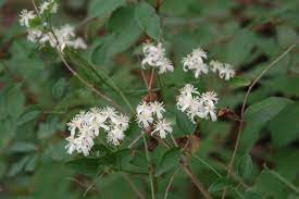 Maybe you would like to learn more about one of these? Sweet Autumn Clematis Reconnecting To Our Waterways
