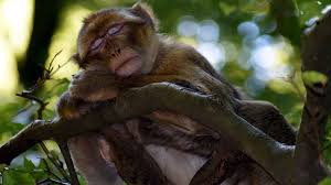 मानिसलाई किन मनपर्छ रक्सी ? 'मातेका' बाँदरलाई हेरेर वैज्ञानिकले अनुसन्धान  गर्ने | Ratopati