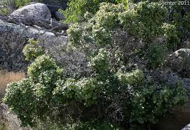 Image result for Rinorea ilicifolia