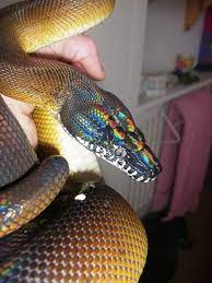 White Lipped Pythons Pet Snake Reptiles And Amphibians Cute Snake