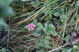 Image result for Rubus adolfi-friederici