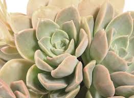 This plant has low severity poison characteristics. Desert Rose X Graptoveria Caerulescens Life Is A Garden