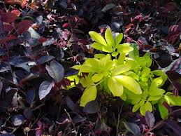 We did not find results for: Choisya Ternata Sundance Choisya Ternata Sundance Golden Mock Orange Sundance Mexican Orange Plant Lust