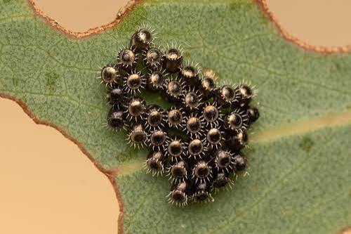 Commonly Observed Hemiptera Eggs · iNaturalist