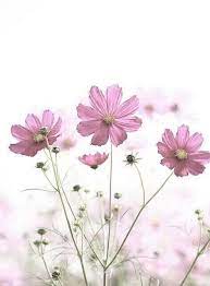 Pin By Suzi K On Thinking Out Loud Watercolor Cards Cosmos Flowers Wild Flowers