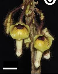 Image result for Polysphaeria harrisii