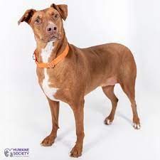 Safe (saving animals from euthanasia) animal rescue a tucson, az 85719 rescue helping to find loving homes for dogs, cats. These Pets Are Up For Adoption In Tucson Pets Tucson Com