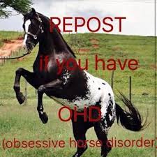 Horse Inspiration Horse Rearing Appaloosa Horsewasmyfirstword Com Funny Horses Funny Horse Memes Horse Jokes