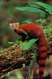 Sharing 20 Inspiring Beautiful Wild Animal Pics Unusual Animals Interesting Animals Animals