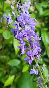 Image result for Tetradenia