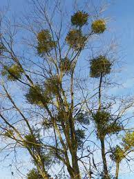Known commonly as eastern dwarf mistletoe because of its lack of leaves. Does Mistletoe Harm Trees North Carolina Cooperative Extension