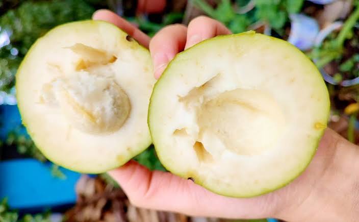 White Sapote